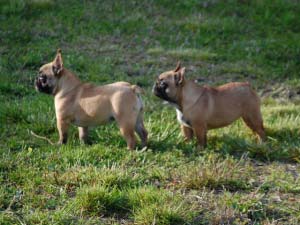 Femmina di Bulldog Francese Fulva