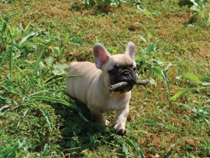 cucciolo di bouledogue francese fulvo