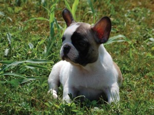 Cucciolo di Bulldog Francese Caille Bianco e Fulvo