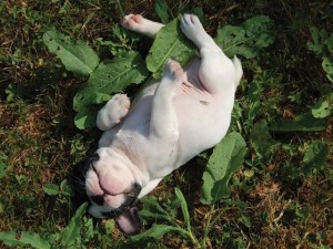 cucciolo di bouledogue francese caille bianco e bringee